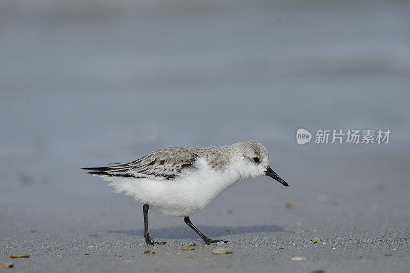 白刺木(Calidris alba)